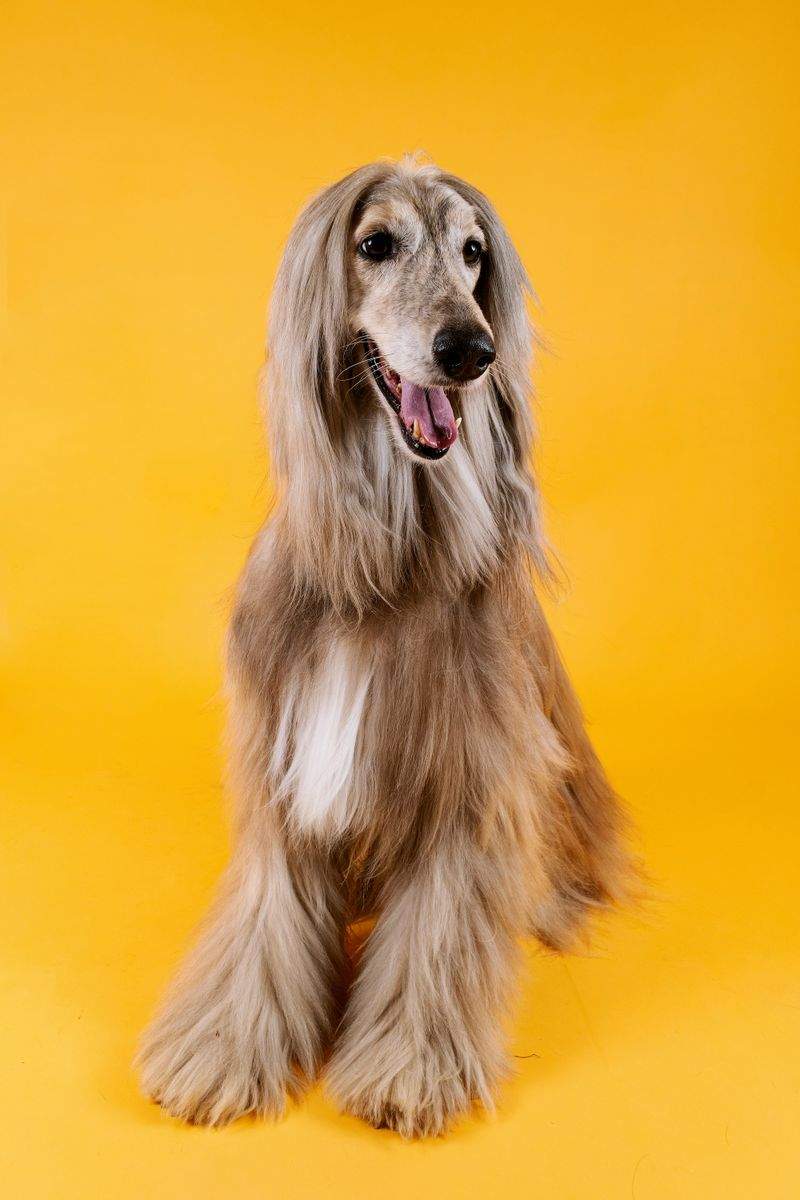 春のお散歩シーズンに見直したい、愛犬の足元ケア