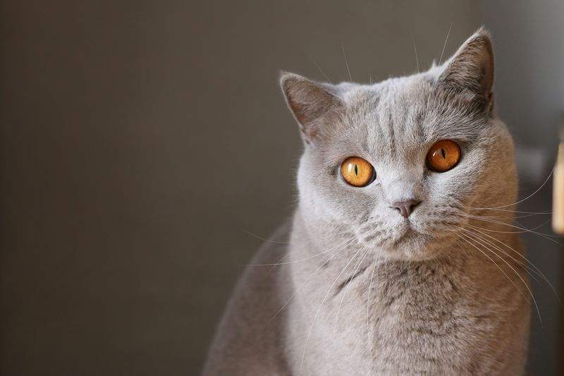 季節の変わり目に気をつけたい、猫の食欲と水分補給